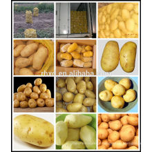 batatas frescas chinesas / patatoses quentes da venda